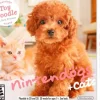 Nintendogs + Cats: Toy Poodle & New Friends